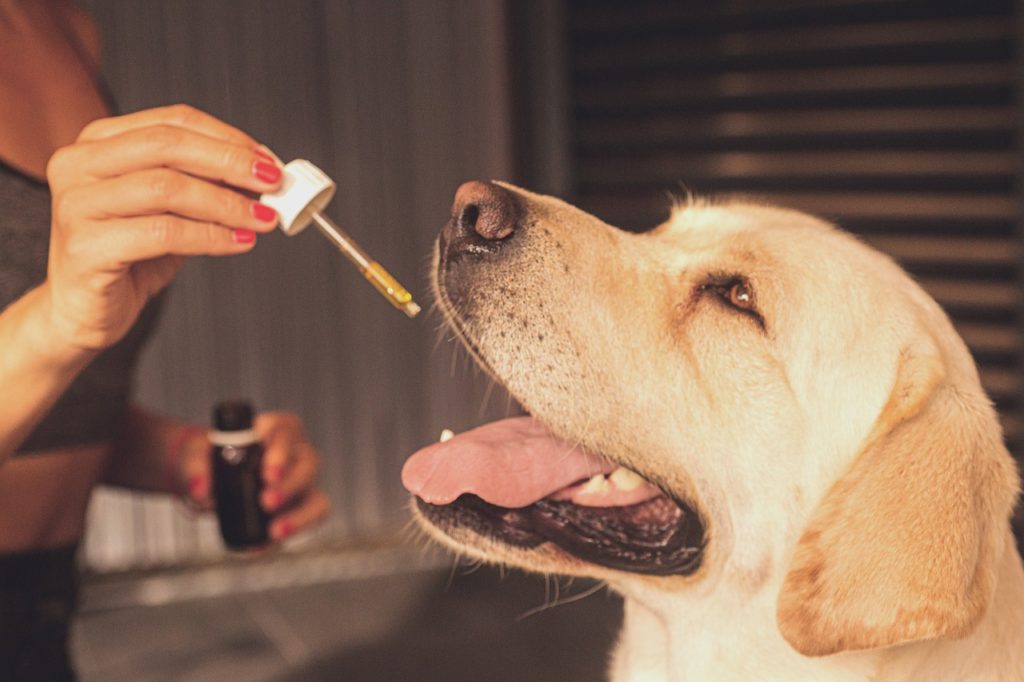 CBD olej pro psa a zvířata